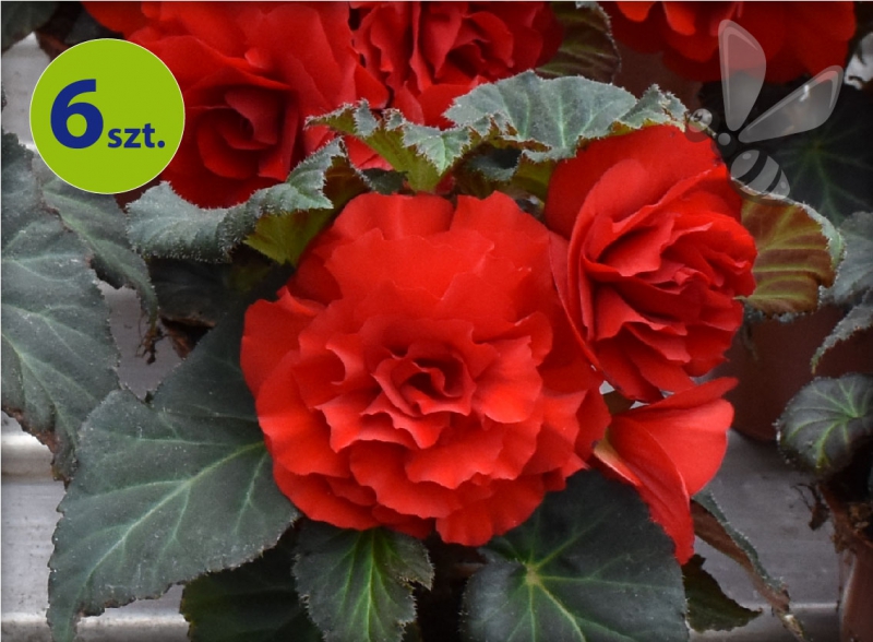 begonia bulwiasta czerwona