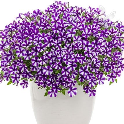 Supertunia Mini Vista Violet Star 6 sztuk