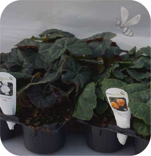 Begonia Belina Pink 6 sztuk