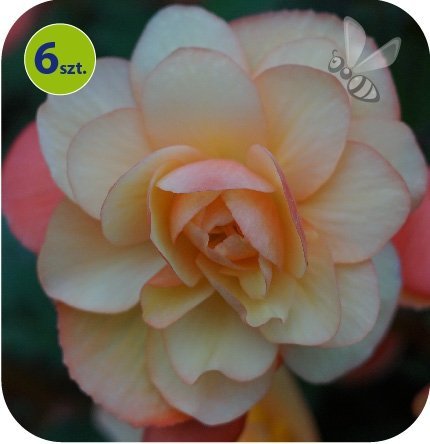 Begonia Champagner 6 sztuk