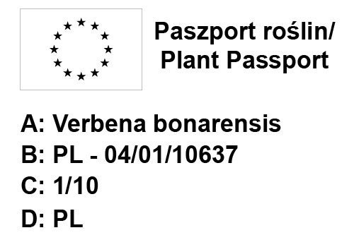 Werbena rigida Venosa 6 sztuk