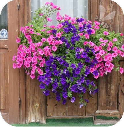Surfinia Purple Star  6 sztuk