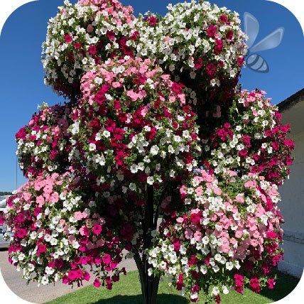 Alpetunia
