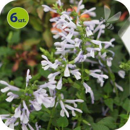 Szałwia Silveretta 6 sztuk