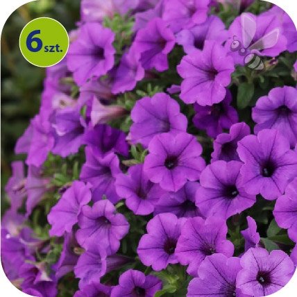 Supertunia Mini Vista Blue 6 sztuk