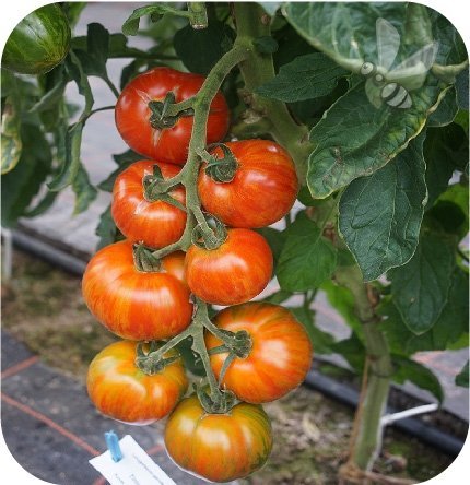 Pomidor szczepiony Zebrino