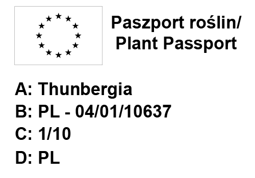 Hedera kolibri mint 6 szt.