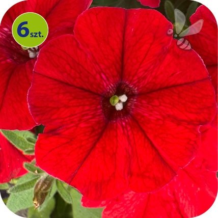 Supertunia Vista Strawberry 6 sztuk