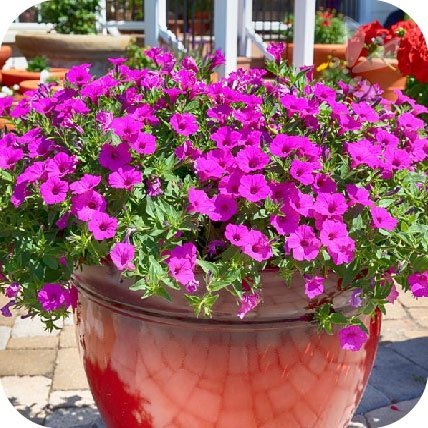 Supertunia Mini Vista Yellow 6 sztuk