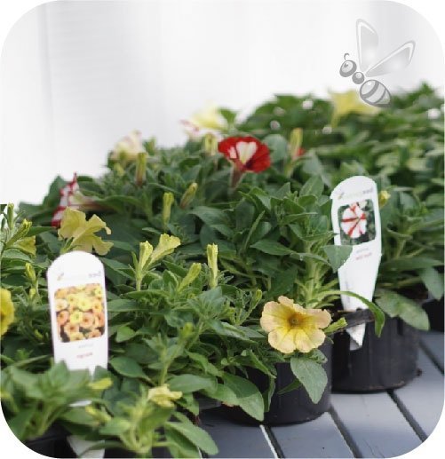 Supertunia Vista Strawberry 6 sztuk