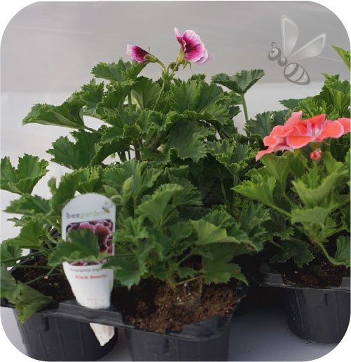 Pelargonia angielska Purple Stripe 6 sztuk