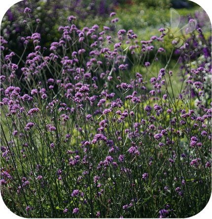 Werbena pospolita Bampton 6 sztuk