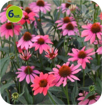 Jeżówka Sun Dragon Fruit 6 sztuk