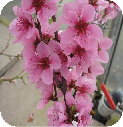 kwiaty brzoskwini  Fruit Me® Icepach