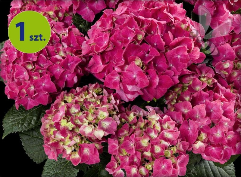 Hortensja ogrodowa Speedy Red