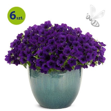 Supertunia Mini Vista Ultramarine 6 sztuk