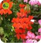 Pelargonia wisząca pojedyncza czerwona 6 sztuk 