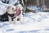 Ami Play Sweter dla psa Glasgow 50cm Czerwone paski