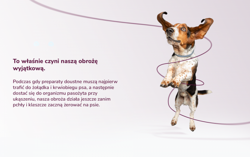 BAYER KILTIX Obroża przeciw pchłom i kleszczom dla dużych psów 70cm