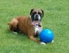 Boomer Ball L - 8 / 20cm niebieska