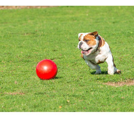 Boomer Ball XL - 10&quot; / 25cm czerwona