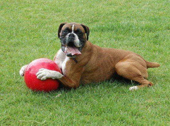 Boomer Ball L - 8&quot; / 20cm czerwona
