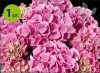 Hortensja ogrodowa Tabletensia Pink