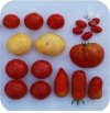 Pomidor szczepiony Gourmansun