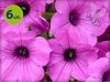 Supertunia Vista Jazzberry 6 sztuk