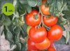 Pomidor szczepiony Culina