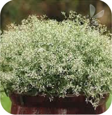 Euphorbia biała 6 sztuk