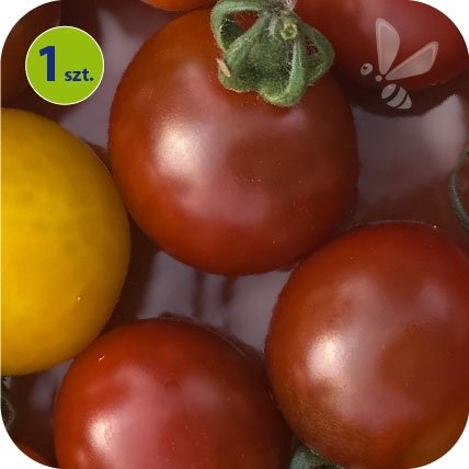 Pomidor koktajlowy  Solena Choco