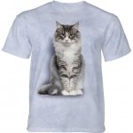 Norwegian Forest Cat - The Mountain