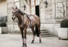 Nauszniki Wellington Velvet - Kentucky - light purple