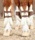 Ochraniacze z owczą wełną Kevlar Techno Wool przody - PREMIER EQUINE - brown