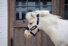 Kantar Velvet - Kentucky - navy
