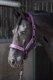 Zestaw kantar + uwiąz Satin Denici Cavalli Amethyst - Harry's Horse