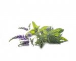 Mięta pieprzowa 1 kg - EQUIHERBS 