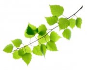 Brzoza - liść 0,5 kg - EQUIHERBS 