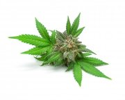 Konopia ziarno 1kg - EQUIHERBS