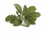 Szałwia 0,5 kg - EQUIHERBS 