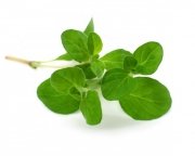 Majeranek 0,5 kg - EQUIHERBS 