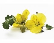 Wiesiołek 1 kg - EQUIHERBS