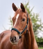 Kantar SATIN - Waldhausen