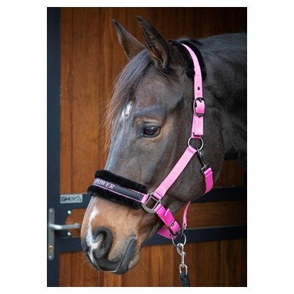  Kantar Lyrics Quotes - Harry's Horse