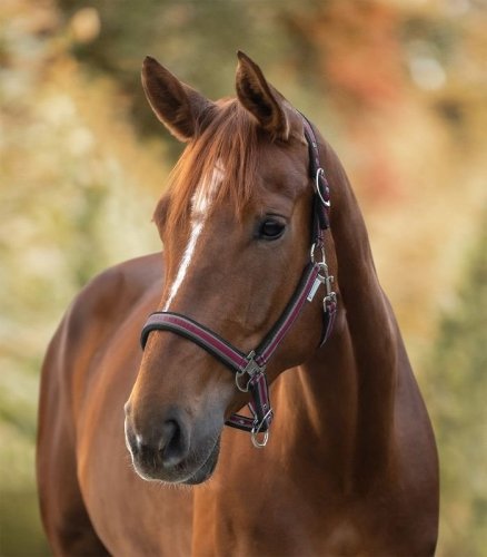 Kantar ATHLETIC - Waldhausen