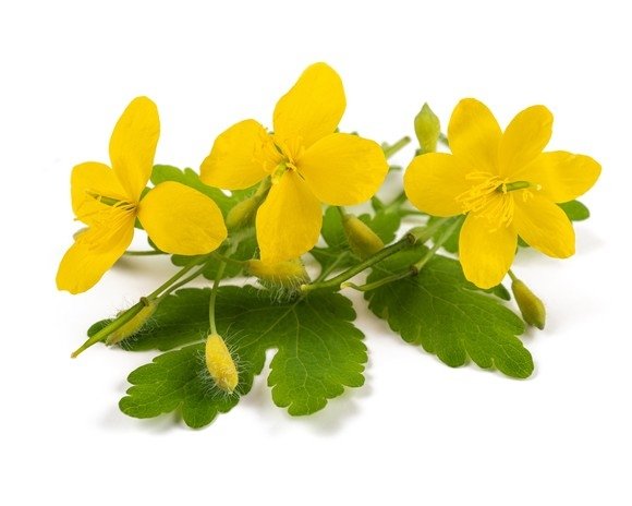 Glistnik jaskółcze ziele 2,5 kg - EQUIHERBS 