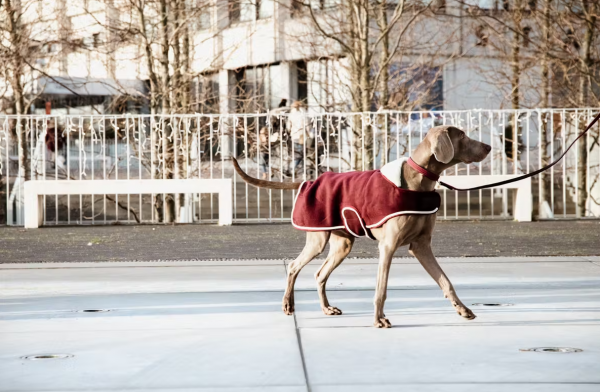 Derka polarowa dla psa Heavy - bordeaux - Kentucky