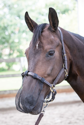 Siatka na nos do jazdy - Harry's Horse