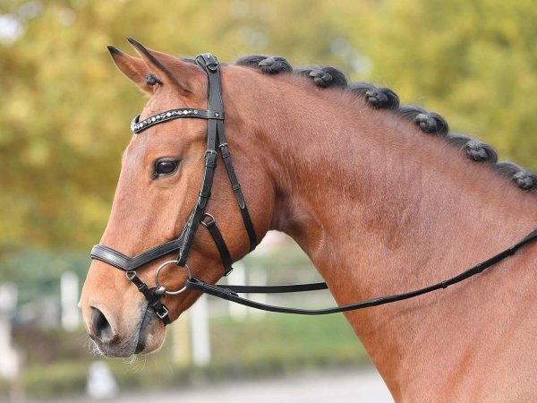 Ogłowie anatomiczne FEELING - Busse